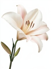 Obraz premium Set birth flowers , transparent background, png