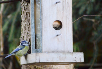 Close-up of a Blue Tit Eating on a Feeder