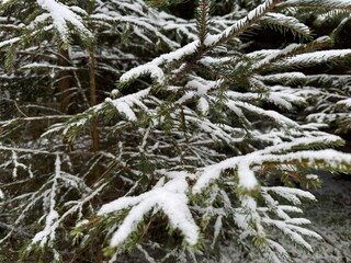 snow covered pine tree