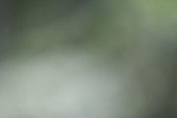 Green Gradient Background: A soft, muted green gradient background with subtle variations in shade,...