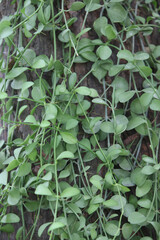Green Vine on Tree Bark: A captivating close-up image of a lush green vine growing along the rough bark of a tree. The vibrant green leaves and intricate tendrils create a beautiful texture.