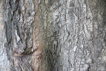 Tree Bark Texture: Close-up shot of tree bark showing intricate details and textures.  The image reveals the rough, rugged surface, with shades of gray and brown.  Perfect for background, design.