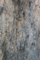 Bark Texture: Close-up of tree bark with intricate patterns of cracks, peeling layers, and textures. This macro photography reveals the hidden beauty of nature.