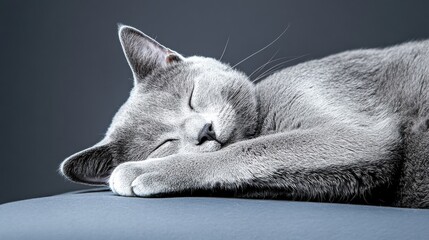 A peaceful gray cat sleeping soundly on a soft surface, exuding tranquility and comfort.