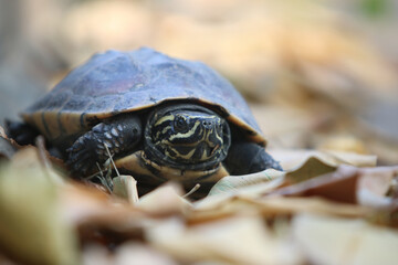 Obraz premium Baby Turtle on Autumn Leaves: A close-up shot of a small turtle making its way through a bed of fallen autumn leaves, its shell dark and patterned, eyes focused ahead.