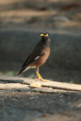 A Bird in the Sun: A striking black-brown myna bird with a bright yellow beak stands alert, its white stripes contrasting beautifully against its plumage.