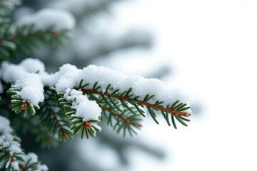 Snow-covered fir branch isolated on white background, pine, winter wonderland