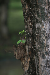 Obraz premium New Life on Old Bark: A vibrant green sprout emerges from the rugged bark of a weathered tree, symbolizing resilience, growth, and the cycle of life. 