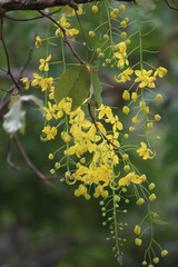 Obraz premium Golden Shower Tree Blossoms: A cascade of vibrant yellow flowers adorn a branch of a Golden Shower Tree, creating a breathtaking display of nature's beauty.