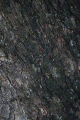 Dark Tree Bark Texture: A close-up shot reveals the intricate texture of dark tree bark, showcasing its rugged, deeply furrowed surface. The image offers a rich.