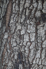 Tree Bark Texture: Close-up of rugged tree bark with deep fissures and cracks, showcasing intricate patterns and textures in shades of gray and brown.  