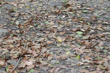 Autumn Leaf Texture: A close-up shot revealing the intricate details of fallen autumn leaves scattered across the forest floor. The rich tapestry of browns, oranges.