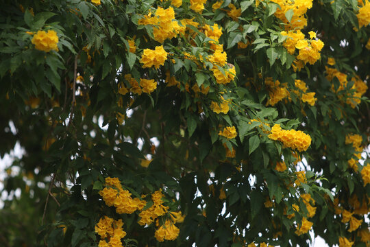 Golden Shower Tree in Bloom: A vibrant display of golden yellow flowers cascades down a lush green tree, creating a breathtaking spectacle of color and nature's artistry.