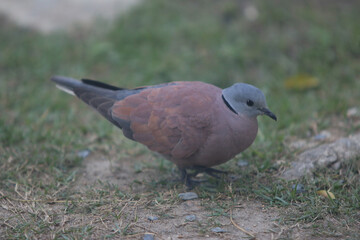 Collared Dove on Ground:  A close-up image of a collared dove, featuring its distinctive grey head and pink-brown breast feathers. The dove is captured on the ground.