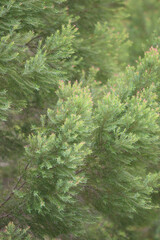 Cypress Tree Texture: A detailed close-up showcasing the intricate texture and vibrant green foliage of a cypress tree, revealing the delicate structure of its leaves and branches.  