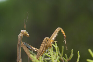 Praying Mantis (Mantis religiosa), Sardinia, Italy