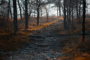 morning in the forest