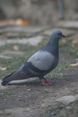 Rock Pigeon on Ground: A rock pigeon with iridescent feathers stands on the ground, showcasing its detailed plumage and vibrant colors.