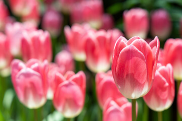 beautiful tulips full of color ,Pink tulip flower bloom on background of garden. Spring flowers Tulips