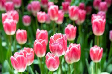 pink and white tulips,beautiful tulips full of color ,Pink tulip flower bloom on background of garden. Spring flowers Tulips