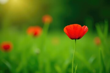 Obraz premium A single red poppy blooms in a lush green meadow, foliage, grass