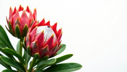 White background showcases colorful Protea clusters, yellow, green, garden