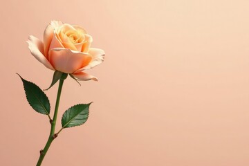 Fototapeta premium Delicate peach rose bud on a stem with intricate veins and texture, stem, floral