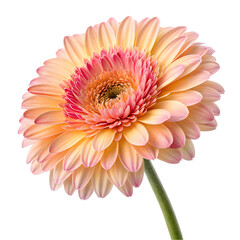 View of beautiful blooming flowers