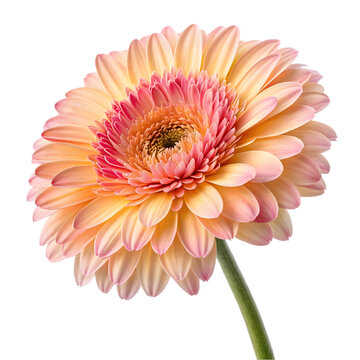 View of beautiful blooming flowers