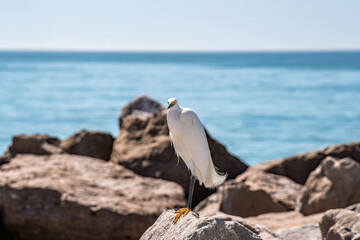 Little White Egret on the Rocks at the Beach