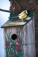 a great tit, parus major, sitting on a handmade and painted wood nesting box for nest building at a sunny spring day
