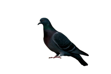 a striking black silhouette of a pigeon