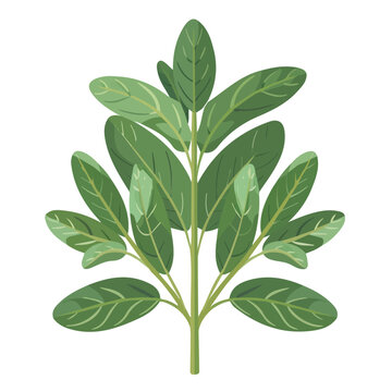 green leaves plant on white background clip art preview