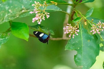 Close up view of a beautiful Sara Longwing (Heliconius sara) butterfly feeding on wild flowers