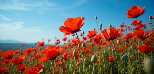 Obraz premium Bright red poppies bloom abundantly in a vast field, stretching under a clear blue sky. The land is alive with colors and the gentle breeze of springtime enhances the natural beauty
