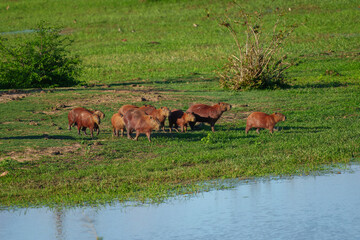 Group of a Capybara (Hydrochoerus hydrochaeris) half submerged in water in the river of the Pampas...