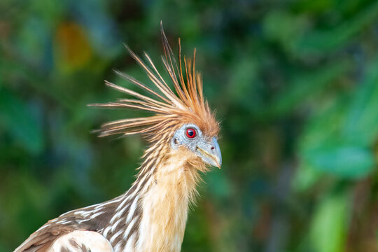 The hoatzin with babies (Opisthocomus hoazin) Hoatzin sits on a tree branch and looks at another bird. , reptile or skunk bird, stinkbird or Canje pheasant) lives in swamps, forests and mangroves .