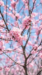 Fototapeta premium Pink cherry blossoms on a bare winter tree in spring, growth, winter, cherry blossoms