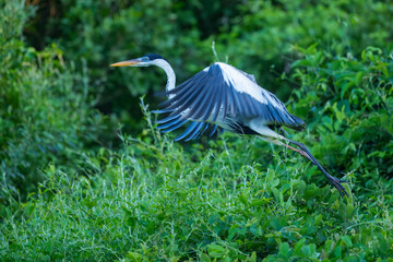 Cocoi heron (Ardea cocoi) in flight, in backlight, Santa Rosa Protected Park, Rurrenabaque, Beni,...
