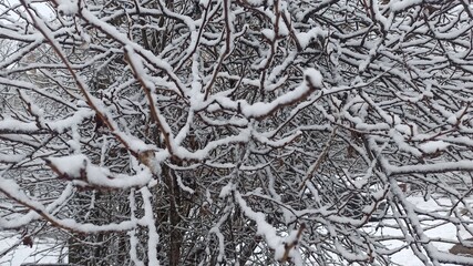 trees in the snow