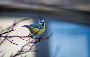 blue tit on branch