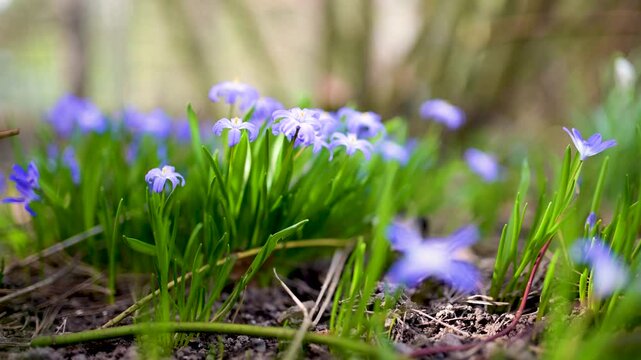 Blossoming hepatica flower in early spring in forest. Beauty in nature. Close-up slow motion footage.