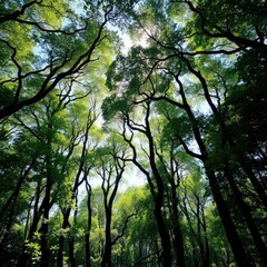 Forest canopy with sunlight filtering through, sunlight, canopy, greenery
