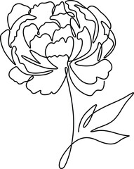 Peony flowers line art drawing elegance continuous linear clipart. 