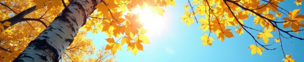 Fototapeta premium Tree bark and yellow birch leaves against clear blue summer sky, sunbeam, autumn