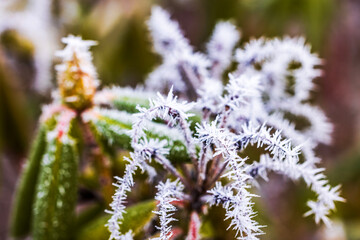 Close up view of rhododendron leaves covered with frost crystals on cold winter morning.