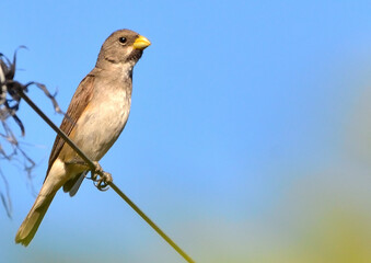 bowtie (sporophila caerulescens), perched on a wire