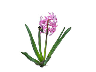 Hyacinths and Bee