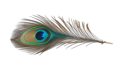 Obraz premium Front View of Peacock Feather – Vibrant, Elegant Decoration for Home, Fashion, and Creative Projects