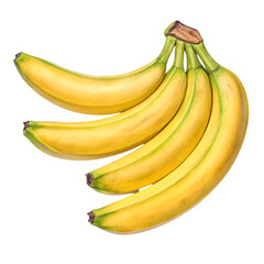 Watercolor fruit background with bananas